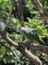 Close-up of bird perching on branch