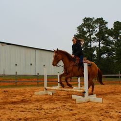 Female jokey on horse in ranch