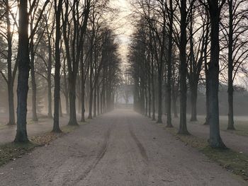 Road amidst trees during foggy weather