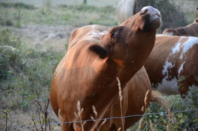 Close-up of a horse on field