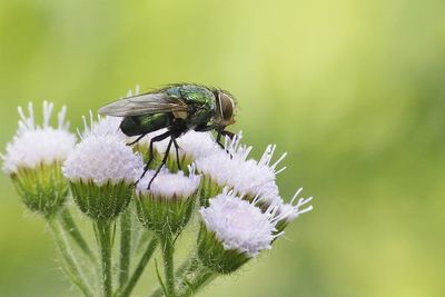 Close-up of insect on flower