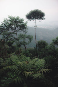 Trees in forest against sky
