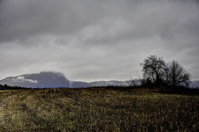 Scenic view of field against sky