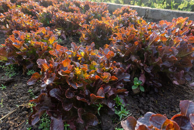 High angle view of flowering plants on field