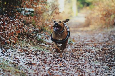 Dog running in field