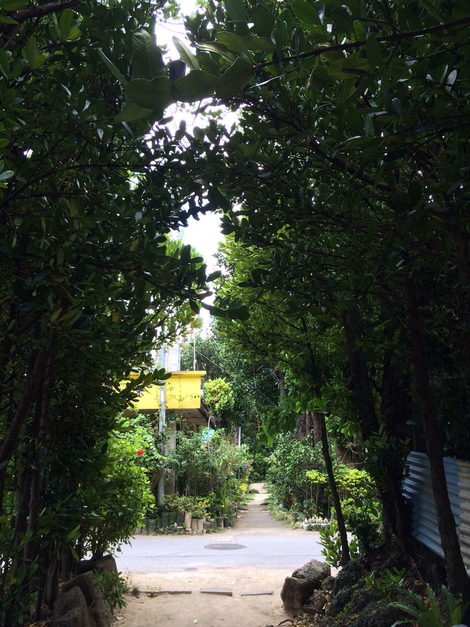 tree, green color, growth, building exterior, built structure, the way forward, street, architecture, road, branch, transportation, day, footpath, sunlight, plant, outdoors, nature, green, no people, tree trunk