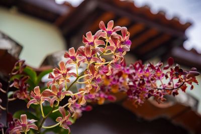 Close-up of pink flowering plant