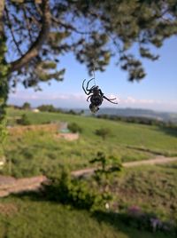 Dead tree on field against sky