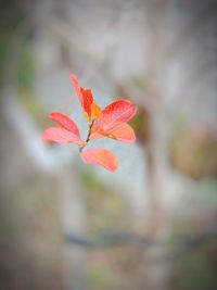 Close-up of red flowering plant