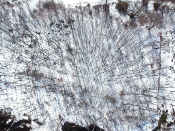 Low angle view of frozen trees during winter