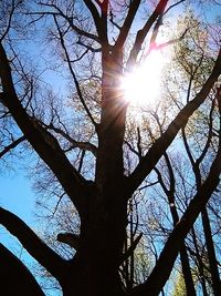 Low angle view of silhouette trees against sky