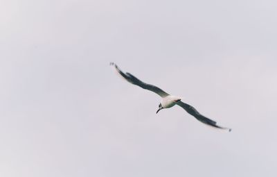 Low angle view of seagulls flying against clear sky