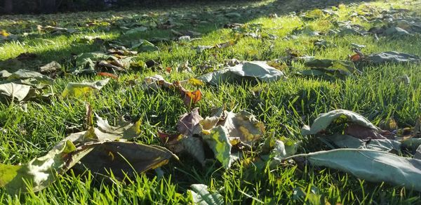 Plants growing on field