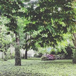 Plants growing on a tree