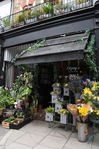 Potted plants at store for sale