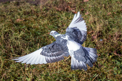 White bird flying over land
