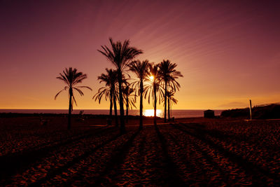 Silhouette palm trees on beach against sky during sunset