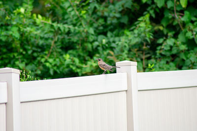 Bird perching on a fence