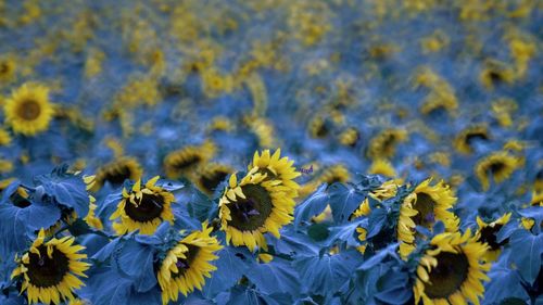 Close-up of yellow flowers blooming outdoors