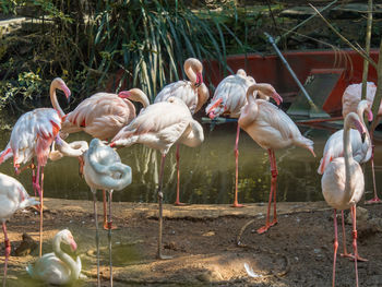 View of birds in the water