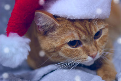 Close-up of cat