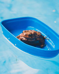 Close-up of frog in container on swimming pool