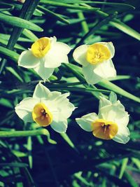 Close-up of yellow flowering plant