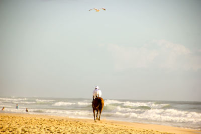 Rear view of man riding horse at beach against sky