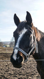 Close-up of a horse in the field