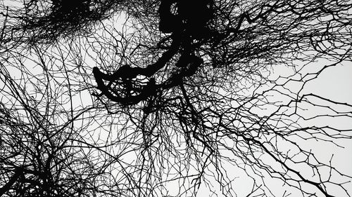 Low angle view of silhouette tree against sky