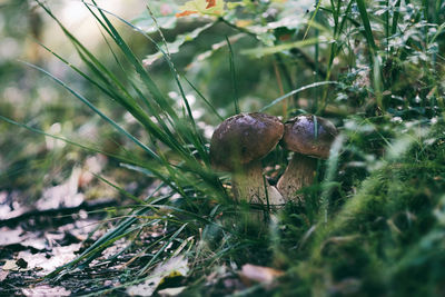 Close-up of mushrooms growing on field