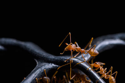 Close-up of insect against black background