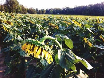 Full frame shot of yellow flowers growing in field