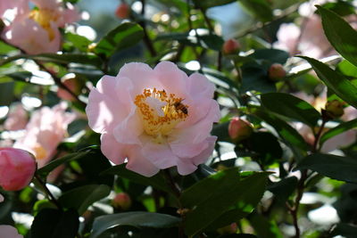 Close-up of pink rose blooming outdoors