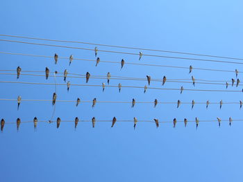 Low angle view of birds perching on cables against clear blue sky