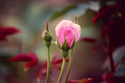 Close-up of pink flowering plant