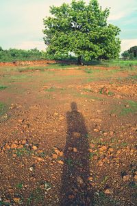 Trees on field
