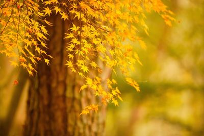 Close-up of yellow autumn leaves