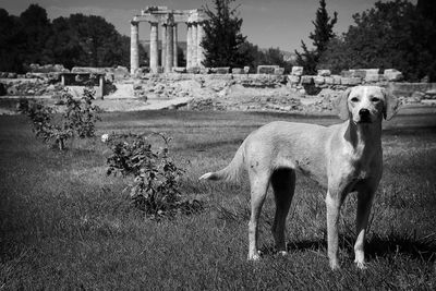 Portrait of dog on field