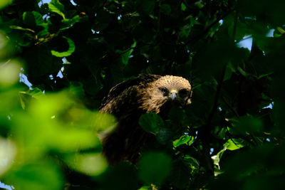 Low angle view of bird on tree