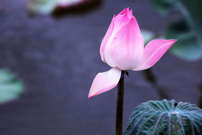 Close-up of pink water lily