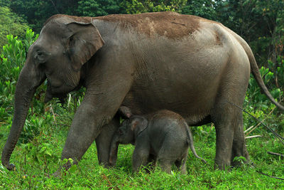 Elephants playing with their cubs