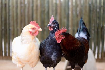 Close-up of rooster