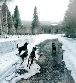 View of dog on snow covered landscape