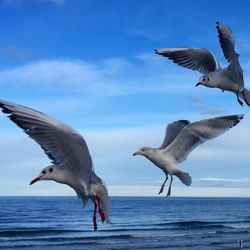 Seagulls flying over sea