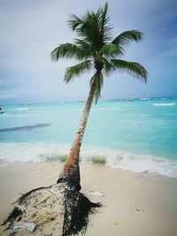 Palm tree on beach against sky