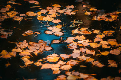 Autumn leaves fallen on water