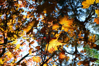 Low angle view of maple leaves on tree