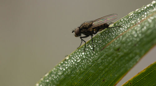 Close-up of fly on leaf