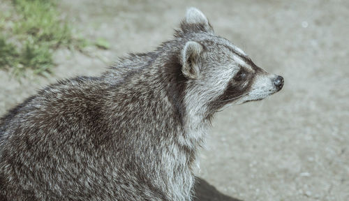 Close-up of dog